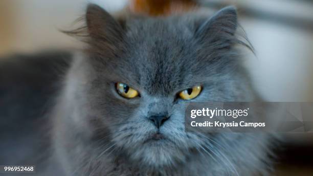 portrait of a grumpy persian cat - yellow eyes stock pictures, royalty-free photos & images