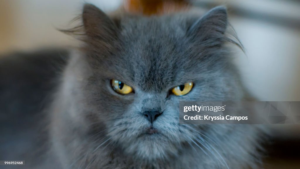 Portrait of a Grumpy Persian Cat