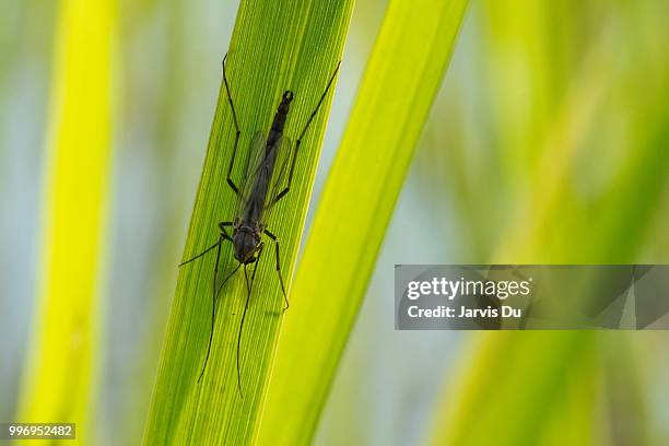 insect - jarvis summers stock pictures, royalty-free photos & images