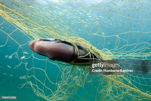 almaco jacks fighting for their lives. - perspectiva de un submarinista fotografías e imágenes de stock