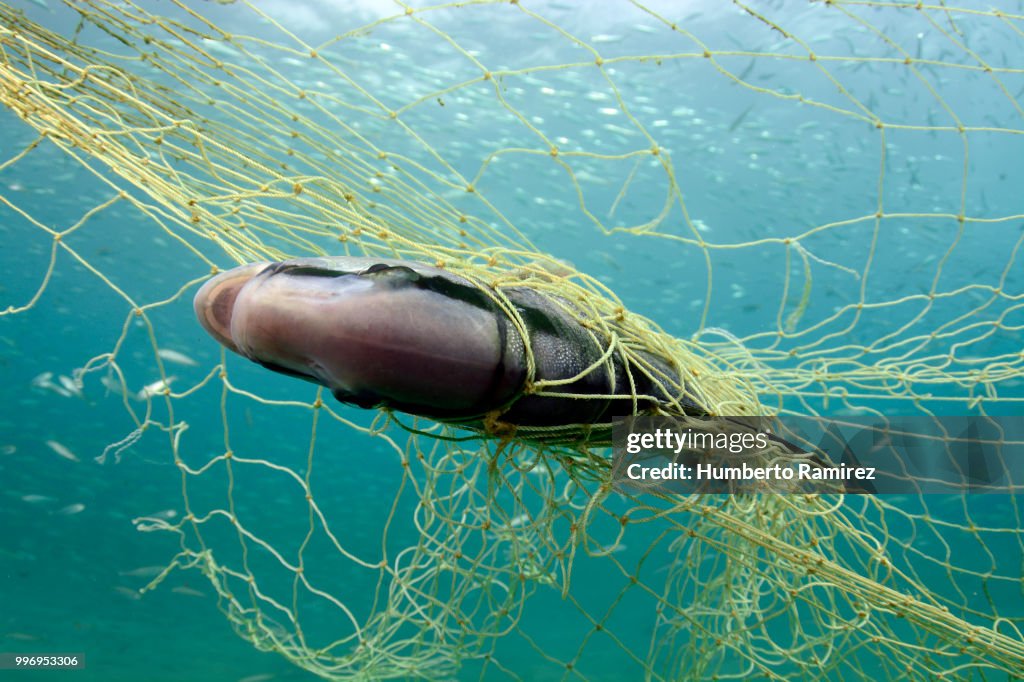 Almaco Jacks fighting for their lives.