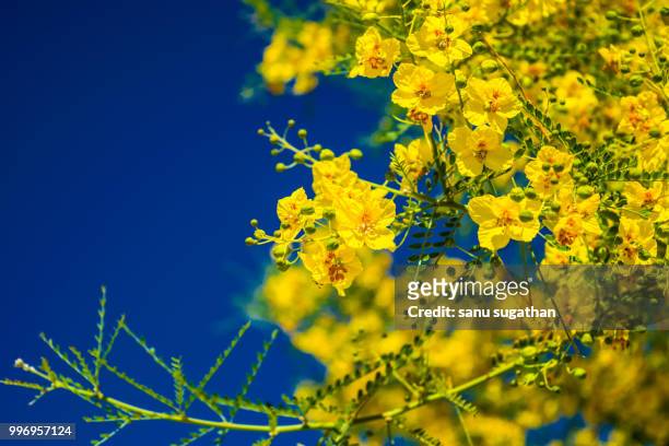 yellow - sanu stock pictures, royalty-free photos & images
