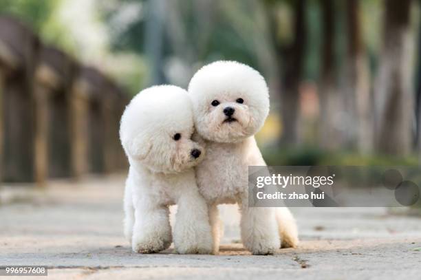 we are best friends - toy poodle stock pictures, royalty-free photos & images