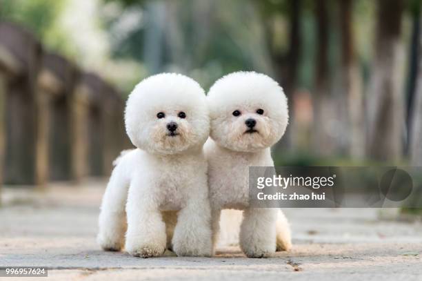 we are best friends - bichon frise stock pictures, royalty-free photos & images