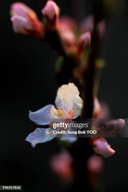 shy blooming apricot flowers - bok photos et images de collection