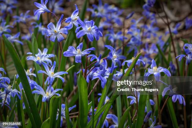 scilla siberica - thane stock pictures, royalty-free photos & images