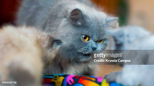 grumpy persian mommy cat - alajuela stockfoto's en -beelden