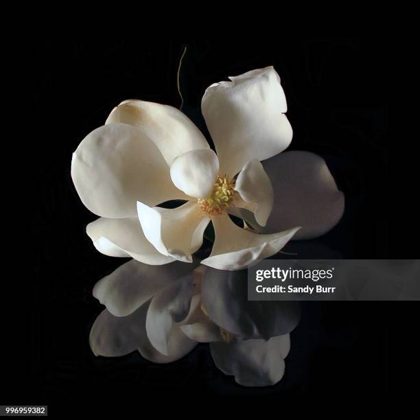 magnolia reflected - burr stock-fotos und bilder