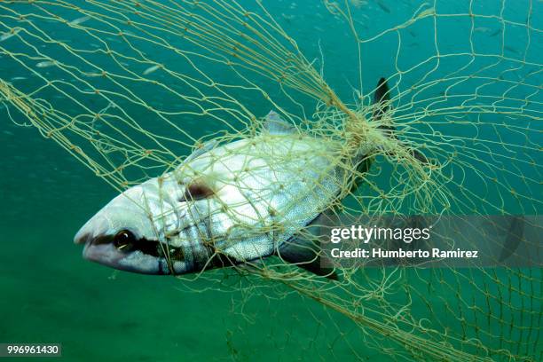 almaco jacks fighting for their lives. - perspectiva de un submarinista fotografías e imágenes de stock