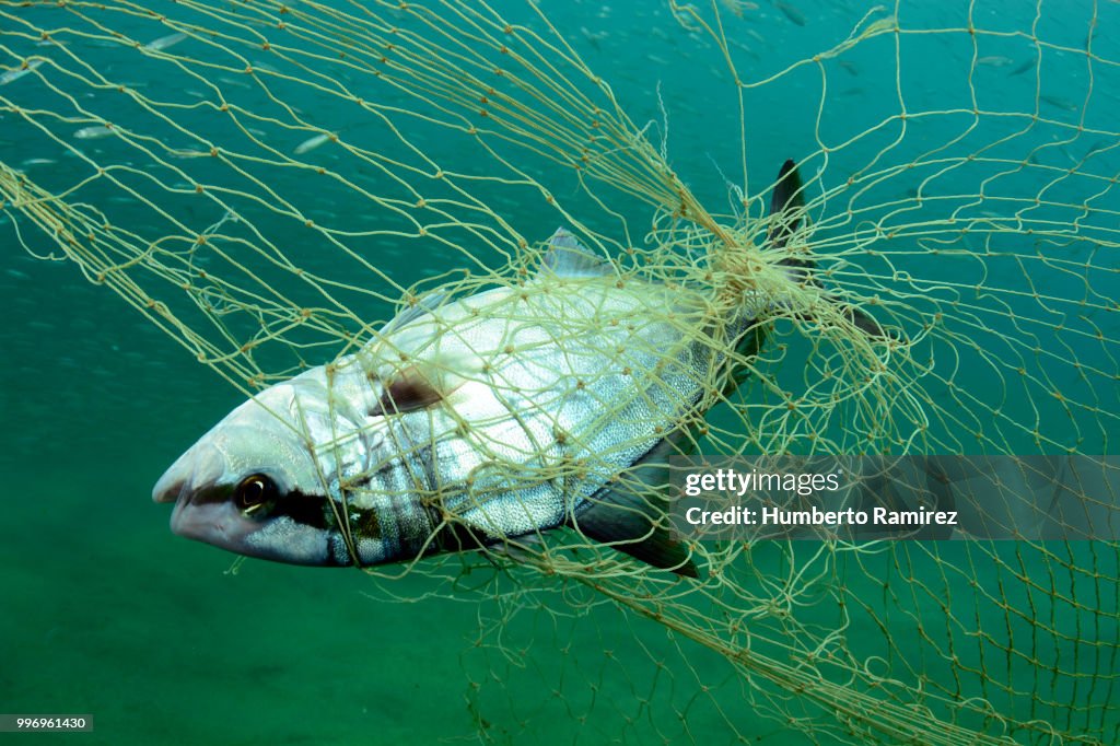 Almaco Jacks fighting for their lives.