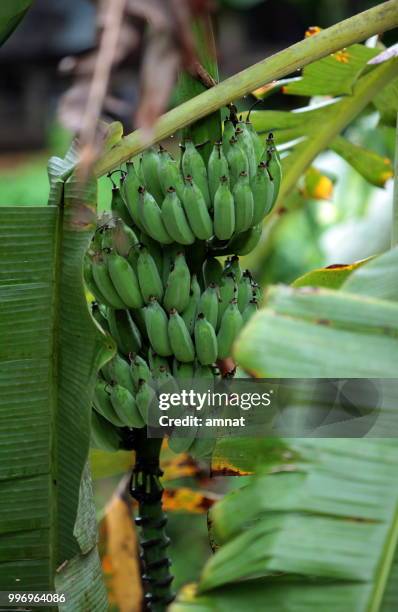 asia thailand chiang mai fang wasserfall - wasserfall stock pictures, royalty-free photos & images