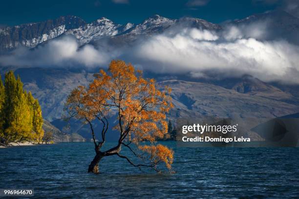 lake wanaka sunrise lone tree, wanaka, south island, new zealand - lago wanaka - fotografias e filmes do acervo