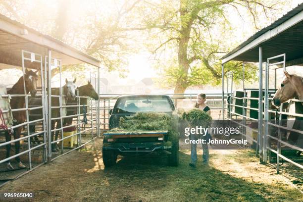 young woman feeding horses hay at stables - farm truck stock pictures, royalty-free photos & images