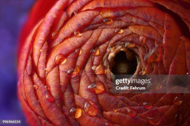 ranunculus asiaticus - animal internal organ stock pictures, royalty-free photos & images