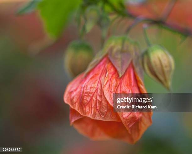 764 Chinese Bellflower Stock Photos and High-Res Images - Getty Images