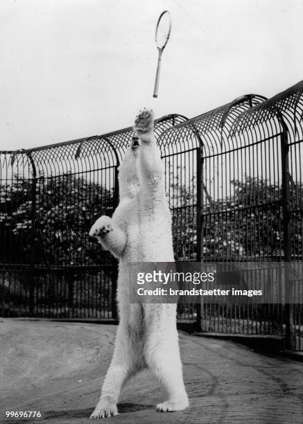 Much to the delight and amusement of the visitors, Whipsnade Zoo Polar Bears are playing with a racket at a zoo in Wimbledon. Photograph. 1936....