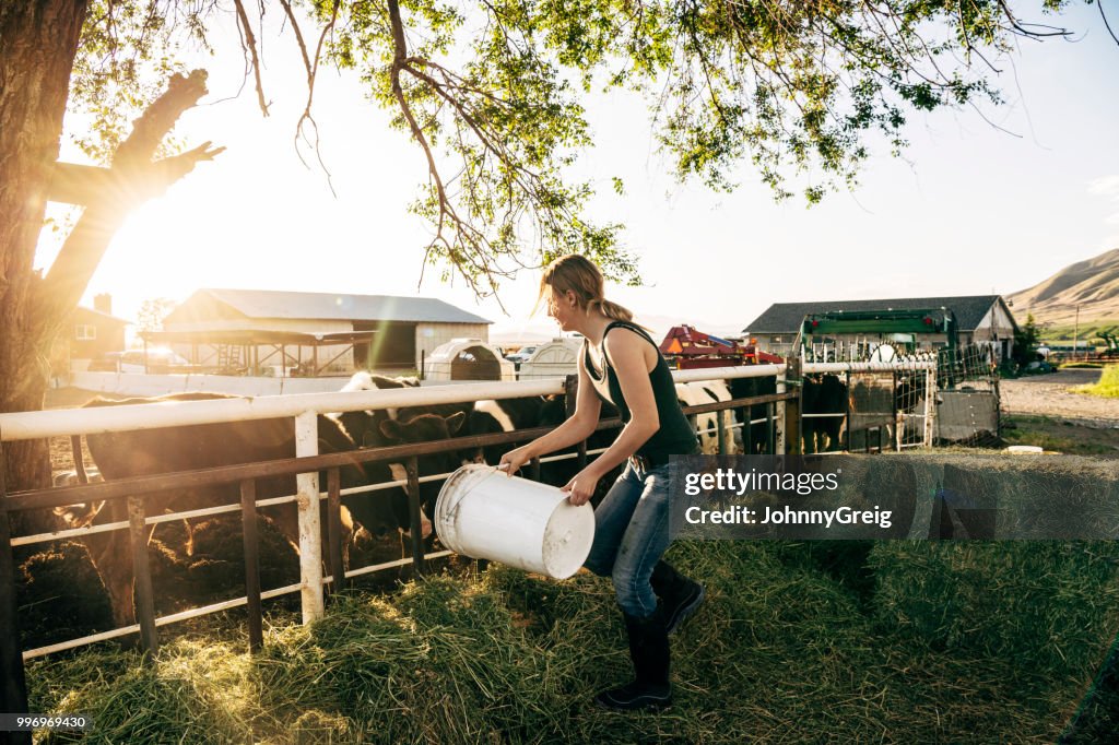 Junge weibliche Landarbeiter Fütterung Kälber auf Milchviehbetrieb