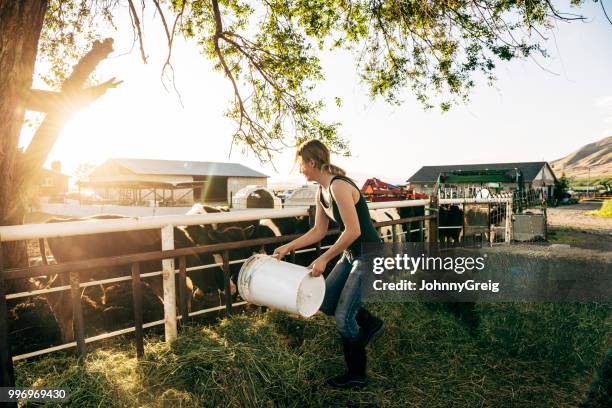 joven mujer jornalero de la alimentación de terneras en lechería - animales granja fotografías e imágenes de stock