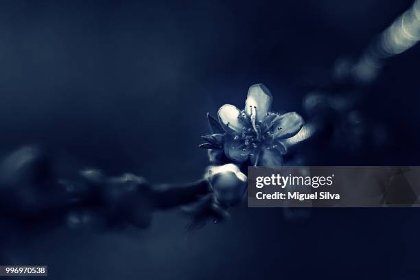 spring dreams vii. - vii stock pictures, royalty-free photos & images