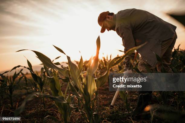 granjero trabaja en su campo - actividad agropecuaria fotografías e imágenes de stock