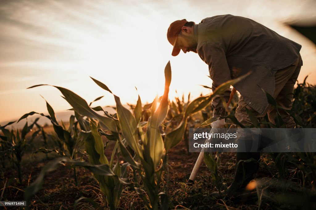 Farmer works on his field