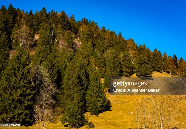 trees on the hillside  with blue sky background - beker stock-fotos und bilder