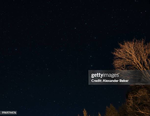 trees against night sky with stars - beker stock-fotos und bilder