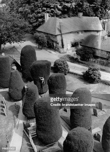 Yew trees at a graveyard beeing clipped into different shapes. England. Photograph. August 20th 1937. (Photo by Austrian Archives