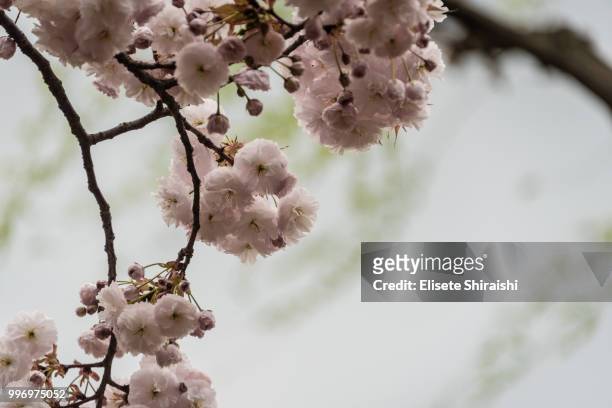 cherry blossom - elisete shiraishi stock pictures, royalty-free photos & images