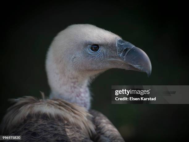 the ceo - cape vulture stock pictures, royalty-free photos & images