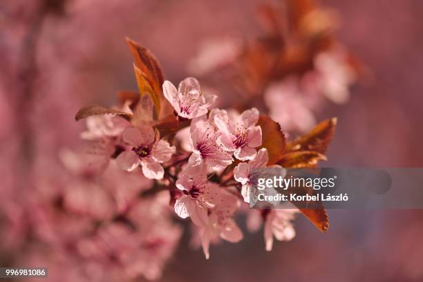 pink blossoms - korbel stock pictures, royalty-free photos & images