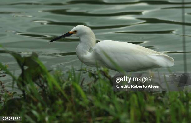 killing the thirsty - snowy egret stockfoto's en -beelden