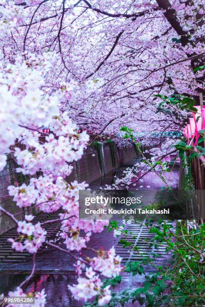 sakura dream - 500px.com/photo/147678899/ - koukichi fotografías e imágenes de stock