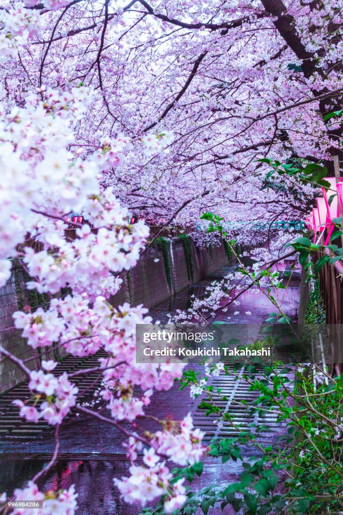 Sakura Dream - 500px.com/photo/147678899/