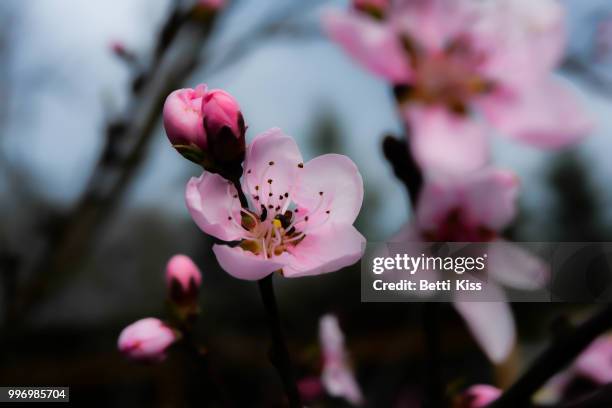 the cherry blossom - cherry kiss 個照片及圖片檔