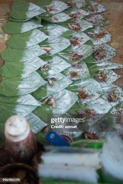 asia myanmar yangon market betel leafes - areca nut stockfoto's en -beelden