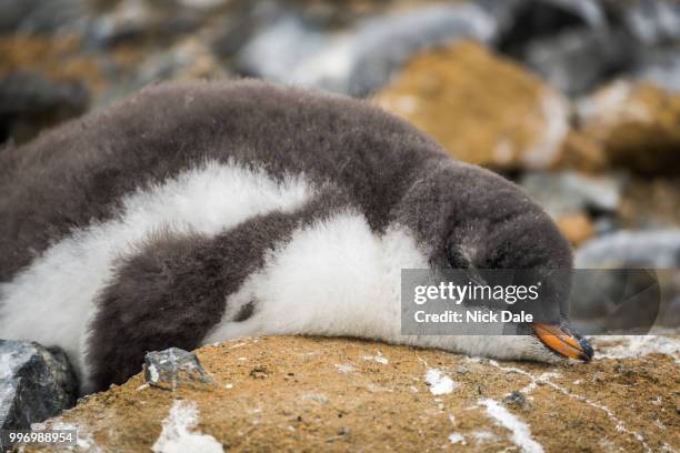 adelie penguin asleep on rock with guano - nick chicka stock pictures, royalty-free photos & images