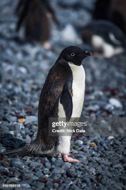adelie penguin in sunshine looking at camera - nick chicka stock pictures, royalty-free photos & images