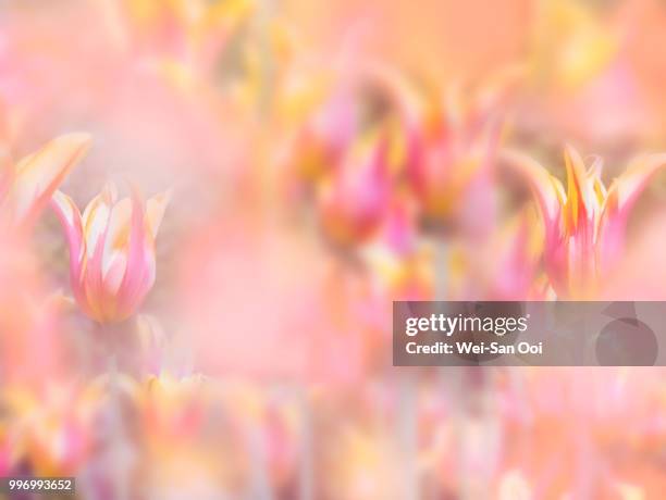 tulips 21 - cowrie shell stock pictures, royalty-free photos & images