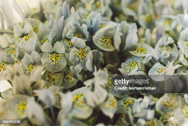 full frame shot of white flowering plants - bortes fotografías e imágenes de stock