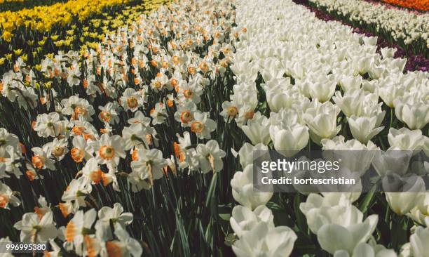close-up of white flowering plants on field - bortes stock-fotos und bilder