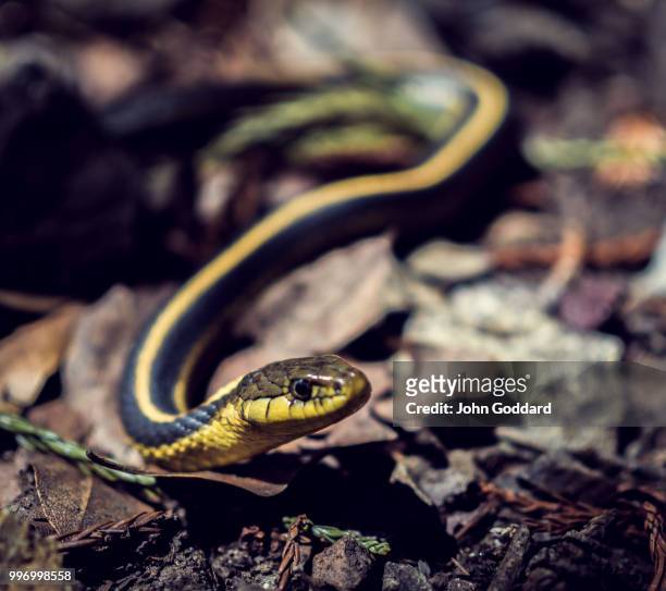 a new friend from the big sur trails - garter snake fotografías e imágenes de stock