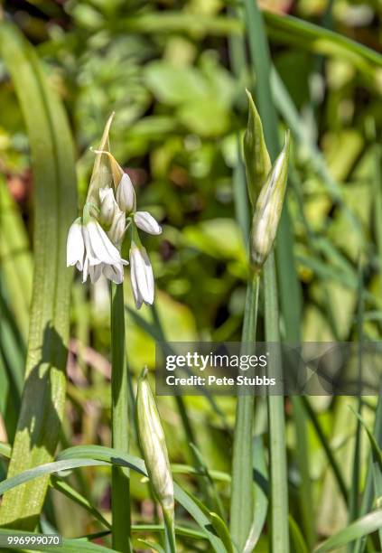 snowdrop - stubbs stock pictures, royalty-free photos & images