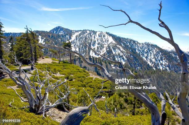 mt. baldy - elissar stock pictures, royalty-free photos & images