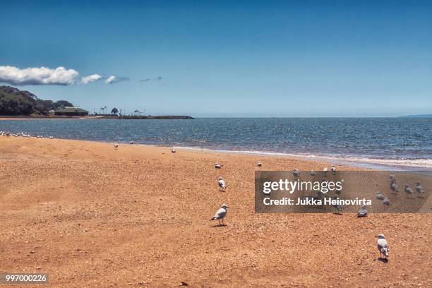 seagulls at redcliffe - heinovirta stock-fotos und bilder