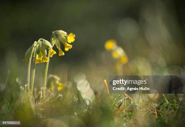 la p'tite jaune - jaune stock pictures, royalty-free photos & images