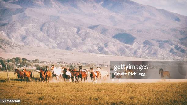 horses running in utah usa - stampeding imagens e fotografias de stock