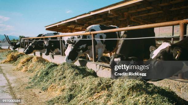 dairy cows eating - cows eating stock pictures, royalty-free photos & images