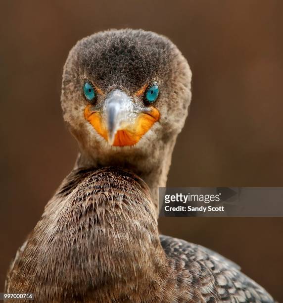 double-crested cormorant close-up - caricari fotografías e imágenes de stock