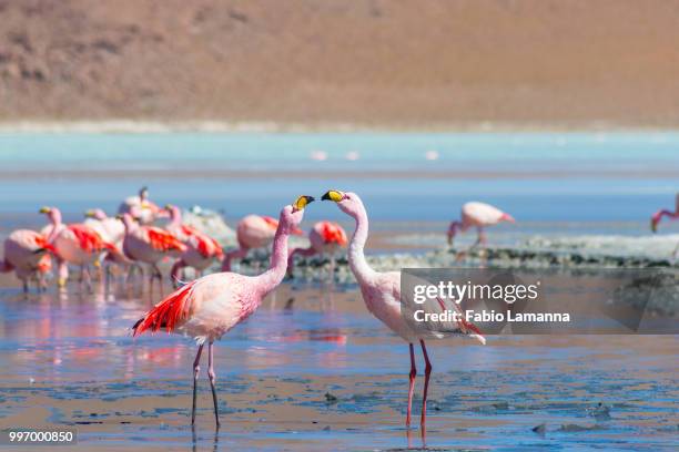 two pink flamingos at "laguna colorada" on the bolivian andes - bolivian andes stock pictures, royalty-free photos & images
